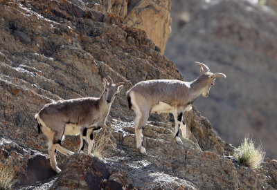 BOVID - BLUE SHEEP - HEMIS NATIONAL PARK - LADAKH INDIA - JAMMU & KASHMIR (91).JPG