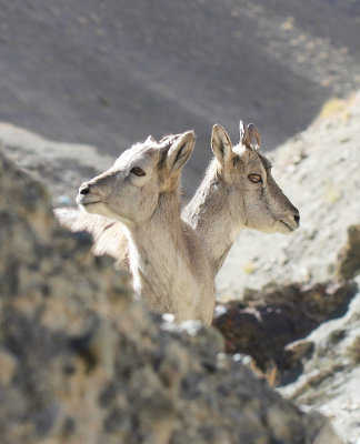 BOVID - BLUE SHEEP - HEMIS NATIONAL PARK - LADAKH INDIA - JAMMU & KASHMIR NEAR RUMBAK VILLAGE (191).JPG