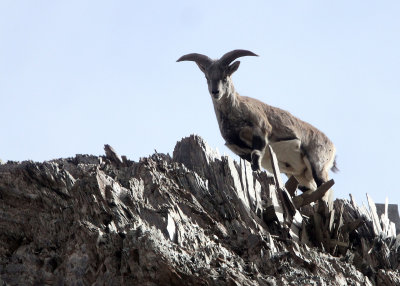 BOVID - BLUE SHEEP - HEMIS NATIONAL PARK - LADAKH INDIA - JAMMU & KASHMIR STATE (137).JPG