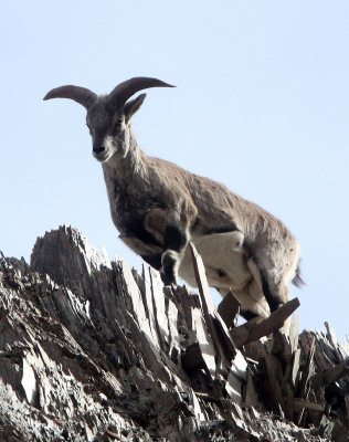 BOVID - BLUE SHEEP - HEMIS NATIONAL PARK - LADAKH INDIA - JAMMU & KASHMIR STATE (143).JPG