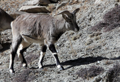 BOVID - BLUE SHEEP - HEMIS NATIONAL PARK - LADAKH INDIA - JAMMU & KASHMIR STATE (64).JPG