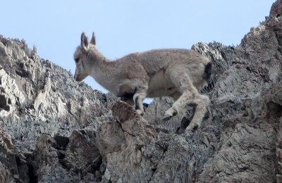 BOVID - BLUE SHEEP - HEMIS NATIONAL PARK - LADAKH INDIA - JAMMU & KASHMIR STATE (96).JPG