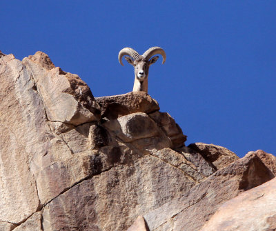 BOVID - LADAKH URIAL - HEMIS NATIONAL PARK - LADAKH INDIA - JAMMU & KASHMIR - ULLEY VALLEY (24).JPG