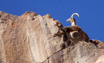 BOVID - LADAKH URIAL - HEMIS NATIONAL PARK - LADAKH INDIA - JAMMU & KASHMIR - ULLEY VALLEY (34).JPG