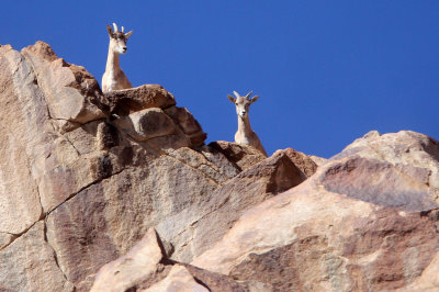 BOVID - LADAKH URIAL - HEMIS NATIONAL PARK - LADAKH INDIA - JAMMU & KASHMIR - ULLEY VALLEY (46).JPG