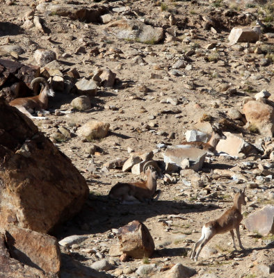 BOVID - LADAKH URIAL - HEMIS NATIONAL PARK - LADAKH INDIA - JAMMU & KASHMIR - ULLEY VALLEY (61).JPG