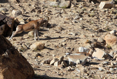 BOVID - LADAKH URIAL - HEMIS NATIONAL PARK - LADAKH INDIA - JAMMU & KASHMIR - ULLEY VALLEY (71).JPG