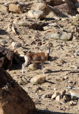 BOVID - LADAKH URIAL - HEMIS NATIONAL PARK - LADAKH INDIA - JAMMU & KASHMIR - ULLEY VALLEY (80).JPG