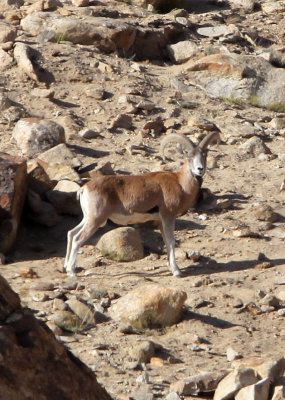 BOVID - LADAKH URIAL - HEMIS NATIONAL PARK - LADAKH INDIA - JAMMU & KASHMIR - ULLEY VALLEY (84).JPG