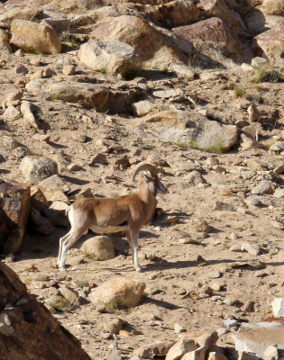 BOVID - LADAKH URIAL - HEMIS NATIONAL PARK - LADAKH INDIA - JAMMU & KASHMIR NEAR ULLEY VALLEY (37).JPG