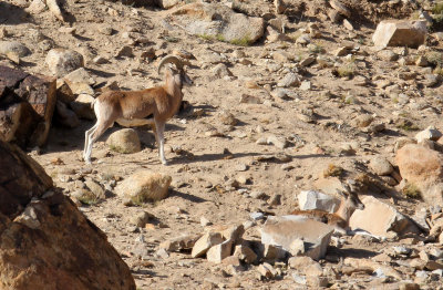 BOVID - LADAKH URIAL - HEMIS NATIONAL PARK - LADAKH INDIA - JAMMU & KASHMIR NEAR ULLEY VALLEY (44).JPG