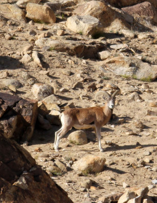 BOVID - LADAKH URIAL - HEMIS NATIONAL PARK - LADAKH INDIA - JAMMU & KASHMIR NEAR ULLEY VALLEY (77).JPG