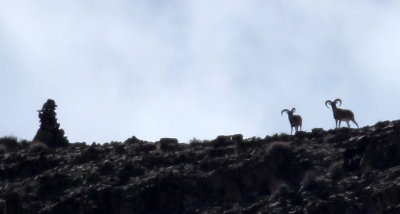 BOVID - LADAKH URIAL - HEMIS NATIONAL PARK - LADAKH INDIA - JAMMU & KASHMIR NEAR ULLEY VALLEY AREA (40).JPG