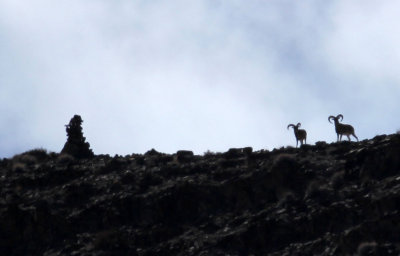 BOVID - LADAKH URIAL - HEMIS NATIONAL PARK - LADAKH INDIA - JAMMU & KASHMIR NEAR ULLEY VALLEY AREA (45).JPG