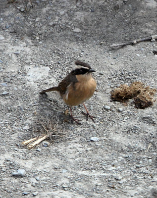 BIRD - ACCENTOR - BROWN ACCENTOR - HEMIS NATIONAL PARK - LADAKH INDIA - JAMMU & KASHMIR (2).JPG
