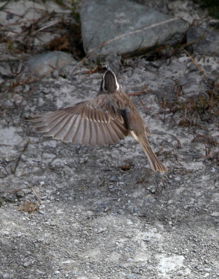 BIRD - ACCENTOR - BROWN ACCENTOR - HEMIS NATIONAL PARK - LADAKH INDIA - JAMMU & KASHMIR (4).JPG