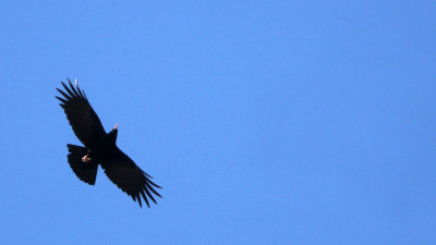 BIRD - CHOUGH - RED-BILLED CHOUGH - LEH - LADAKH INDIA - JAMUL & KASHMIR (3).JPG