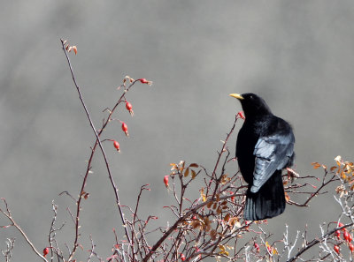 BIRD - CHOUGH - YELLOW-BILLED CHOUGH - HEMIS NATIONAL PARK - LADAKH INDIA - JAMMU & KASHMIR (12).JPG