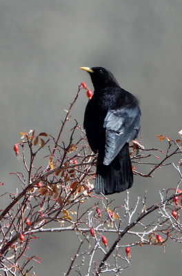 BIRD - CHOUGH - YELLOW-BILLED CHOUGH - HEMIS NATIONAL PARK - LADAKH INDIA - JAMMU & KASHMIR (5).JPG