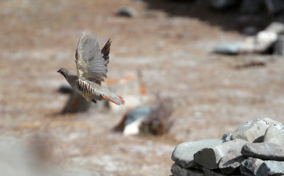 BIRD - CHUKAR - HEMIS NATIONAL PARK - LADAKH INDIA - JAMMU & KASHMIR (24).JPG