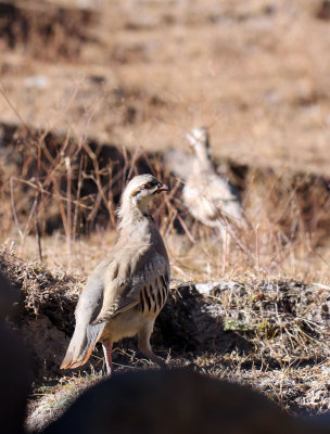 BIRD - CHUKAR - HEMIS NATIONAL PARK - LADAKH INDIA - JAMMU & KASHMIR NEAR RUMBAK VILLAGE (5).JPG