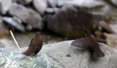 BIRD - DIPPER - BROWN DIPPER - HEMIS NATIONAL PARK - LADAKH INDIA - JAMMU & KASHMIR (19).JPG