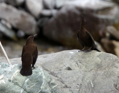 BIRD - DIPPER - BROWN DIPPER - HEMIS NATIONAL PARK - LADAKH INDIA - JAMMU & KASHMIR (21).JPG