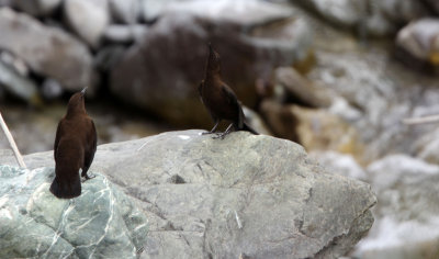 BIRD - DIPPER - BROWN DIPPER - HEMIS NATIONAL PARK - LADAKH INDIA - JAMMU & KASHMIR (22).JPG