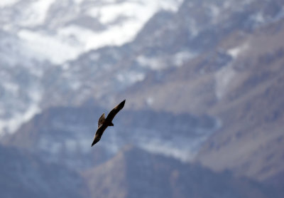 BIRD - EAGLE - GOLDEN EAGLE - HEMIS NATIONAL PARK - LADAKH INDIA - JAMMU & KASHMIR NEAR ULLEY VALLEY (6).JPG