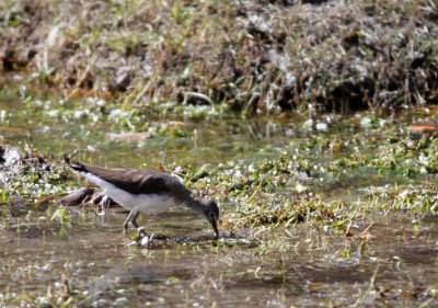 BIRD - GREENSHANK - COMMON GREENSHANK - HEMIS NATIONAL PARK - LADAKH INDIA - JAMMU & KASHMIR NEAR LEH (6).JPG