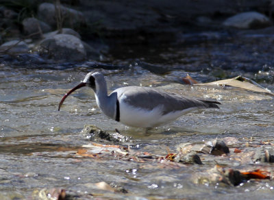 BIRD - IBISBILL - HEMIS NATIONAL PARK - LADAKH INDIA - JAMMU & KASHMIR NEAR LEH (29).JPG