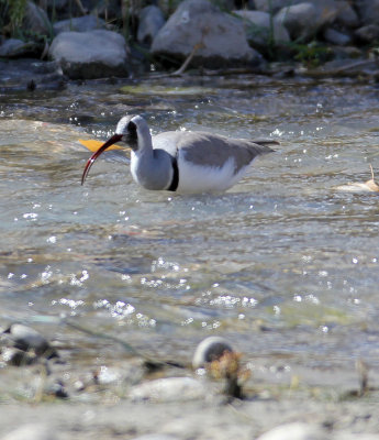 BIRD - IBISBILL - HEMIS NATIONAL PARK - LADAKH INDIA - JAMMU & KASHMIR NEAR LEH (53).JPG