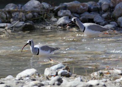 BIRD - IBISBILL - HEMIS NATIONAL PARK - LADAKH INDIA - JAMMU & KASHMIR NEAR LEH (69).JPG