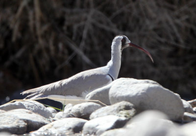 BIRD - IBISBILL - LEH - LADAKH INDIA - JAMUU & KASHMIR (25).JPG