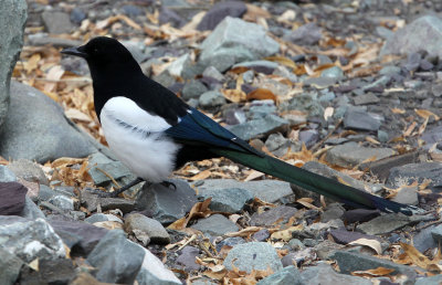 BIRD - MAGPIE - BLACK-BILLED MAGPIE - HEMIS NATIONAL PARK - LADAKH INDIA - JAMMU & KASHMIR (2).JPG