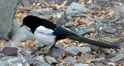 BIRD - MAGPIE - BLACK-BILLED MAGPIE - HEMIS NATIONAL PARK - LADAKH INDIA - JAMMU & KASHMIR (3).JPG