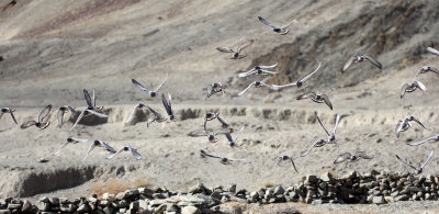 BIRD - PIGEON - HILL PIGEON - HEMIS NATIONAL PARK - LADAKH INDIA - JAMMU & KASHMIR NEAR RUMBAK VILLAGE (1).JPG