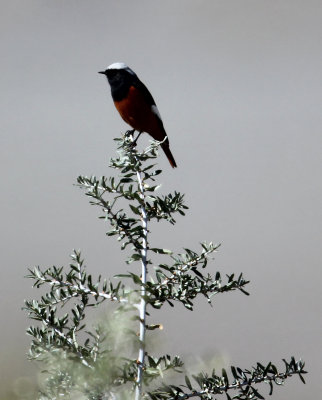 BIRD - REDSTART - WHITE-WINGED REDSTART - HEMIS NATIONAL PARK - LADAKH INDIA - JAMMU & KASHMIR NEAR ULLEY VALLEY (5).JPG