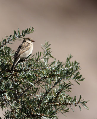 BIRD - SPARROW - HOUSE SPARROW - HEMIS NATIONAL PARK - LADAKH INDIA - JAMMU & KASHMIR NEAR ULLEY VALLEY (1).JPG
