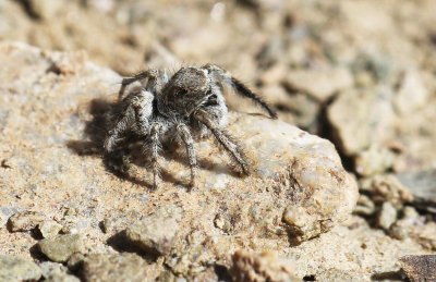 ARTHROPODA - ARACHNID SPECIES - HEMIS NATIONAL PARK - LADAKH INDIA - JAMMU & KASHMIR NEAR RUMBAK VILLAGE (1).JPG