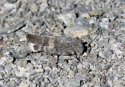 ARTHROPODA - GRASSHOPPER SPECIES - HEMIS NATIONAL PARK - LADAKH INDIA - JAMMU & KASHMIR NEAR RUMBAK VILLAGE (14).JPG