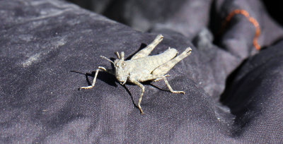 ARTHROPODA - GRASSHOPPER SPECIES - HEMIS NATIONAL PARK - LADAKH INDIA - JAMMU & KASHMIR NEAR RUMBAK VILLAGE (21).JPG