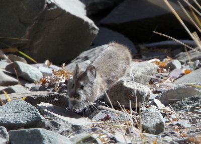 LAGOMORPHA - PIKA - LARGE-EARED PIKA - HEMIS NATIONAL PARK - LADAKH INDIA - JAMMU & KASHMIR (2).JPG