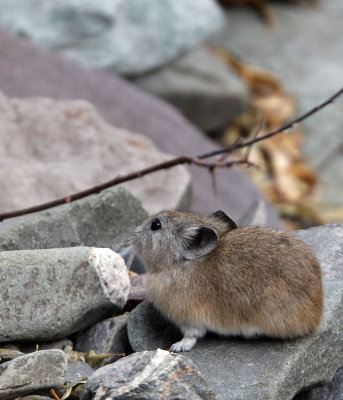 LAGOMORPHA - PIKA - ROYLE'S PIKA - HEMIS NATIONAL PARK - LADAKH INDIA - JAMMU & KASHMIR (18).JPG