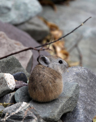 LAGOMORPHA - PIKA - ROYLE'S PIKA - HEMIS NATIONAL PARK - LADAKH INDIA - JAMMU & KASHMIR (24).JPG