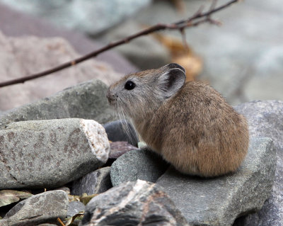 LAGOMORPHA - PIKA - ROYLE'S PIKA - HEMIS NATIONAL PARK - LADAKH INDIA - JAMMU & KASHMIR (38).JPG