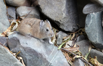 LAGOMORPHA - PIKA - ROYLE'S PIKA - HEMIS NATIONAL PARK - LADAKH INDIA - JAMMU & KASHMIR (51).JPG