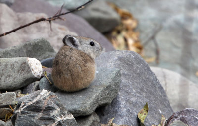 LAGOMORPHA - PIKA - ROYLE'S PIKA - HEMIS NATIONAL PARK - LADAKH INDIA - JAMMU & KASHMIR (8).JPG