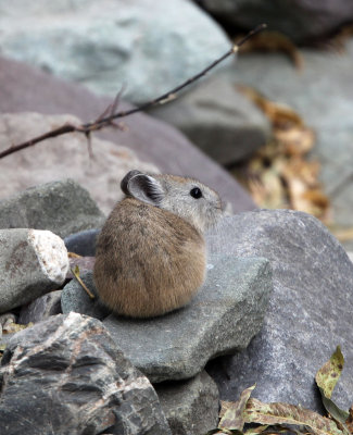 LAGOMORPHA - PIKA - ROYLE'S PIKA - HEMIS NATIONAL PARK - LADAKH INDIA - JAMMU & KASHMIR (9).JPG