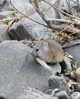 LAGOMORPHA - PIKA - ROYLE'S PIKA - HEMIS NATIONAL PARK - LADAKH INDIA - JAMMU & KASHMIR NEAR RUMBAK VILLAGE (10).JPG